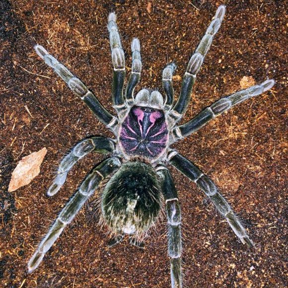 亞馬遜鐳射Amazon Blue Bloom Tarantula (Xenesthis intermedia) - 森流GreenFlow -  動植物造景專門店