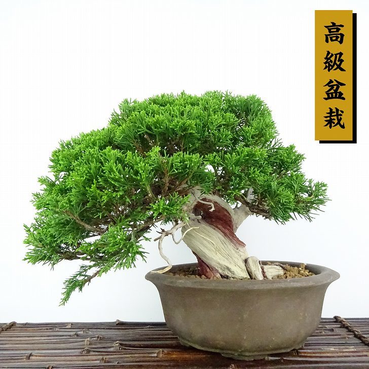 盆栽 真柏 樹高 約21cm しんぱく 高級盆栽 Juniperus chinensis シンパク “ジン シャリ” ヒノキ科 常緑樹 観賞 – 森流  - 奇異植物、爬蟲、水族 | GreenFlow Exotic Pets & Plants