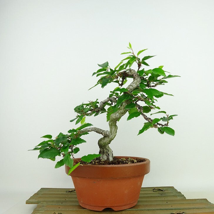 盆栽 岩四手 樹高 約19cm いわしで Carpinus turczaninovii イワシデ カバノキ科 落葉樹 観賞用 小品