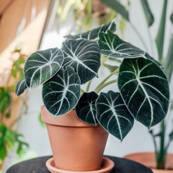 黑天鵝絨海芋 （Alocasia reginula ‘ Black Velvet ’）