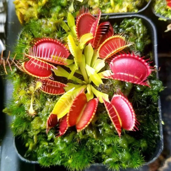 大嘴捕蠅草( Dionaea muscipula ' Big Mouth ' ) – 森流- 奇異植物、爬蟲、水族