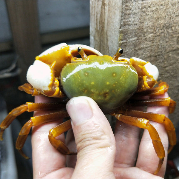 果綠南海溪蟹Green Warrior Crab Zhuhai (Nanhaipotamon guangdongens 