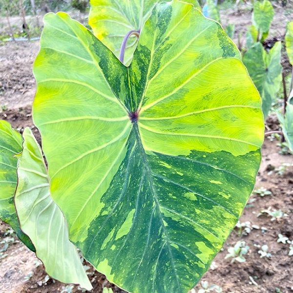 芋 Colocasia Esculenta ‘ Lemon Lime Gecko ’(Colocasia Esculenta)