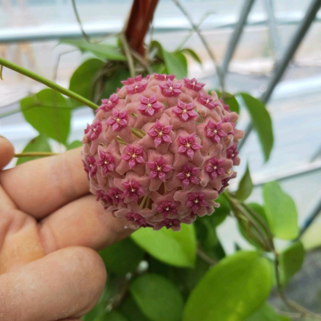 粉花球蘭Hoya aldrichii ' Christmas Island waxvine ' - 森流GreenFlow - 動植物造景專門店