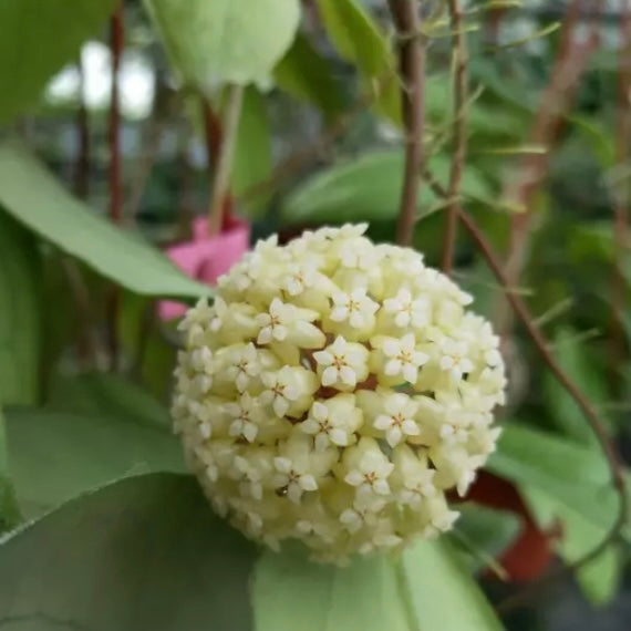 Hoya vitellinoides