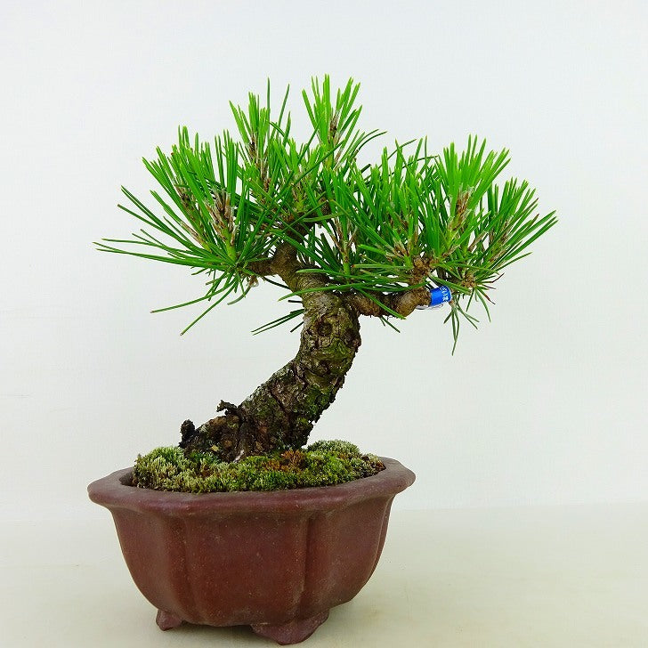 盆栽 松 黒松 樹高 約14cm くろまつ Pinus thunbergii クロマツ マツ科 常緑針葉樹 血