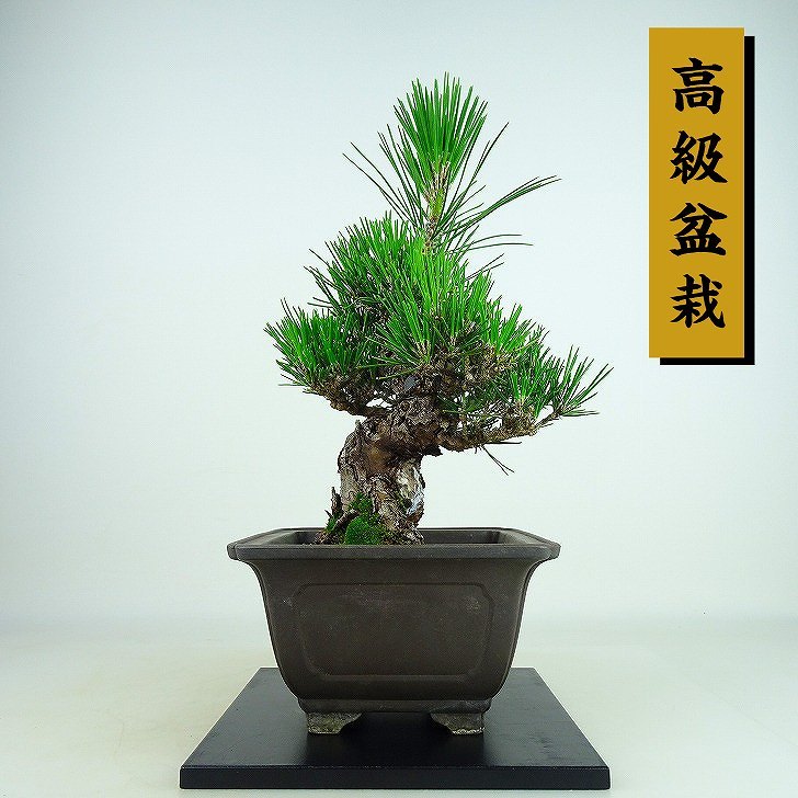 盆栽 松 黒松 瑞宝 樹高 約19cm くろまつ 高級盆栽 Pinus thunbergii クロマツ マツ科 常緑針葉樹 観賞用 小品 – 森流  GreenFlow - 動植物造景專門店