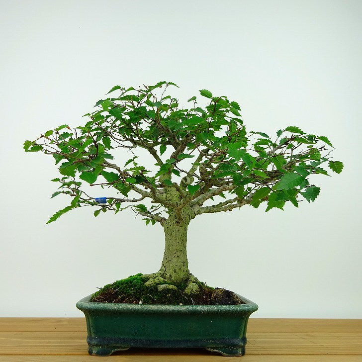 盆栽 欅 樹高 約25cm けやき Zelkova serrata ケヤキ 紅葉 ニレ科 ケヤキ属 落葉樹 観賞用