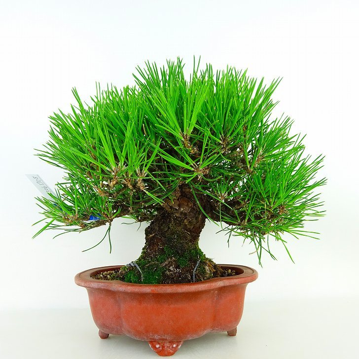 盆栽松黒松樹高約20cm くろまつ高級盆栽Pinus thunbergii クロマツマツ