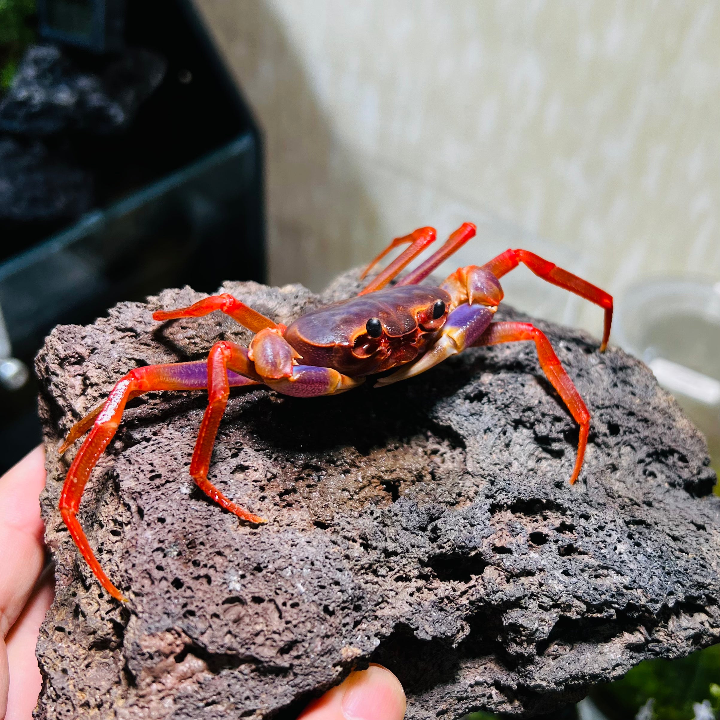 紫羅蘭長腳蟹 Rainbow Lightning Crab