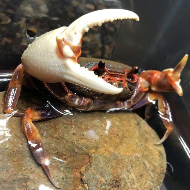 廣東南海溪蟹Warrior Crab Guangzhou (Nanhaipotamon guangdongens 