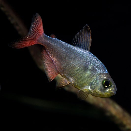 哥倫比亞燈 Colombia Red Fin (Astyanax sp) - 森流 GreenFlow - 動植物造景專門店