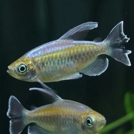 剛果扯旗 Congo Tetra ( Phenacogrammus interruptus ) - 森流 GreenFlow - 動植物造景專門店