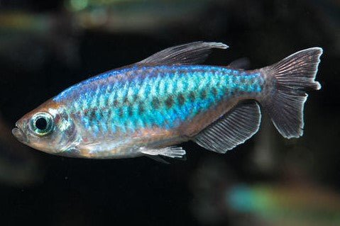 剛果扯旗 Congo Tetra ( Phenacogrammus interruptus ) - 森流 GreenFlow - 動植物造景專門店