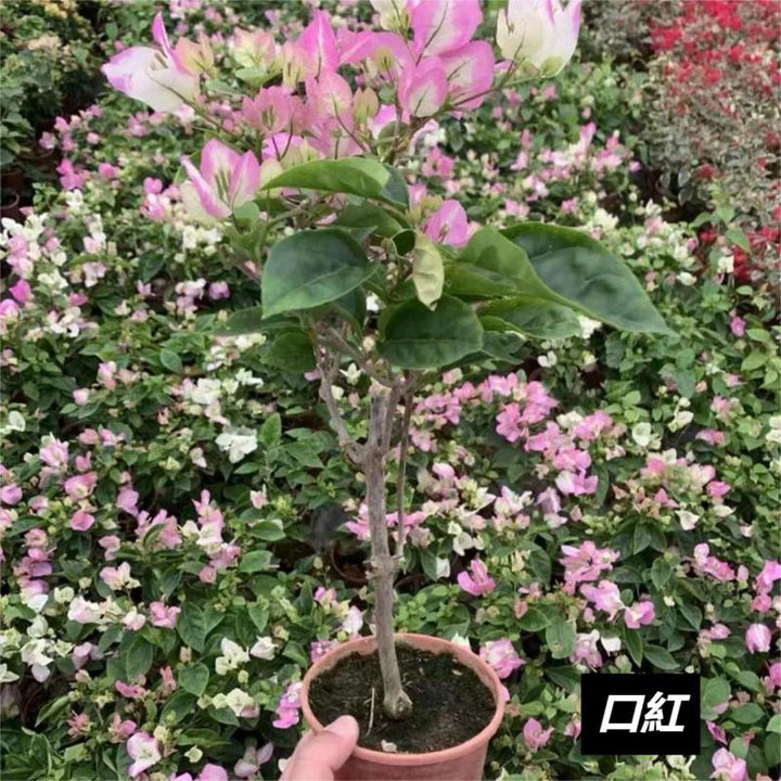 三角梅（Bougainvillea spectabilis Willd） - 森流 GreenFlow - 動植物造景專門店