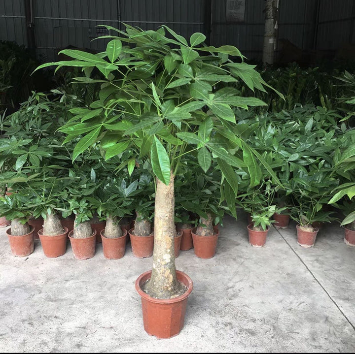 大型發財樹 Money Tree ( Pachira aquatica ) - 森流 GreenFlow - 動植物造景專門店