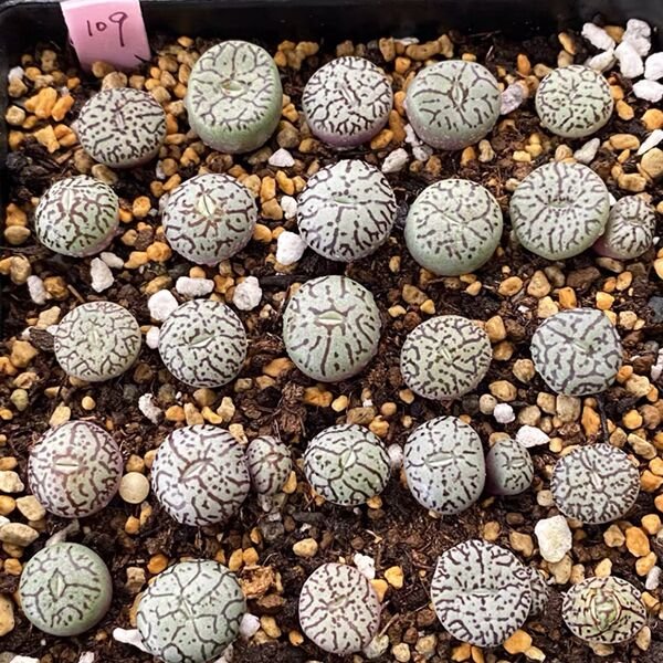 墨小錐 ( Conophytum wittebergense ) - 森流 GreenFlow - 動植物造景專門店