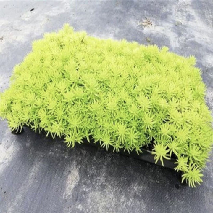 佛甲草（Sedum lineare Thunb.） - 森流 GreenFlow - 動植物造景專門店