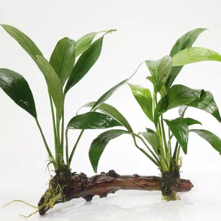 丹麦水榕 陰性水草 - Small （Anubias barteri var. angustifolia with driftwood） - 森流 GreenFlow - 動植物造景專門店