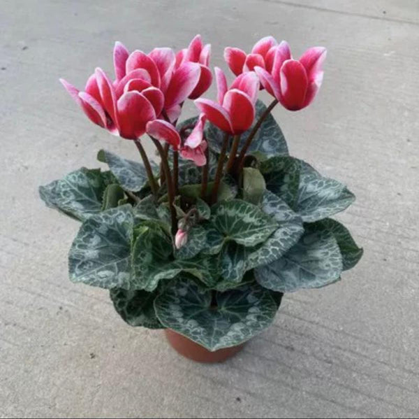 仙客來/紅兔耳（Cyclamen persicum Mill.）