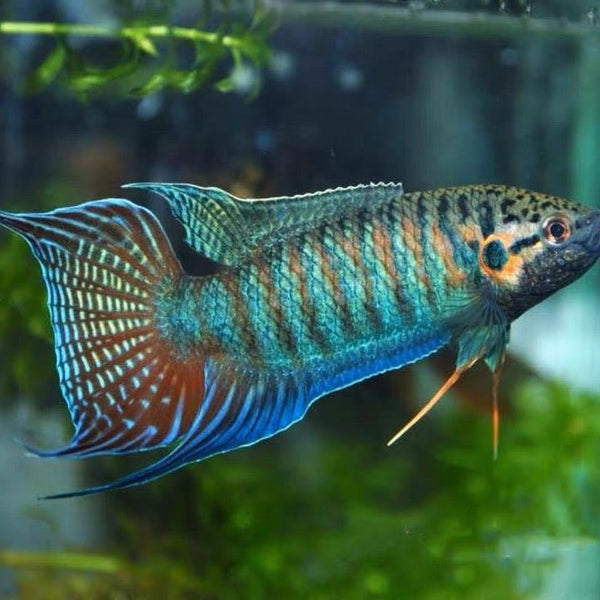 叉尾鬥魚 (Macropodus opercularis) - 森流 GreenFlow - 動植物造景專門店