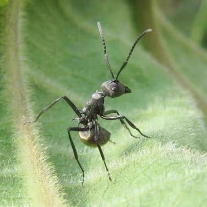 擬黑多刺蟻（Polyrhachis） - 森流 GreenFlow - 動植物造景專門店