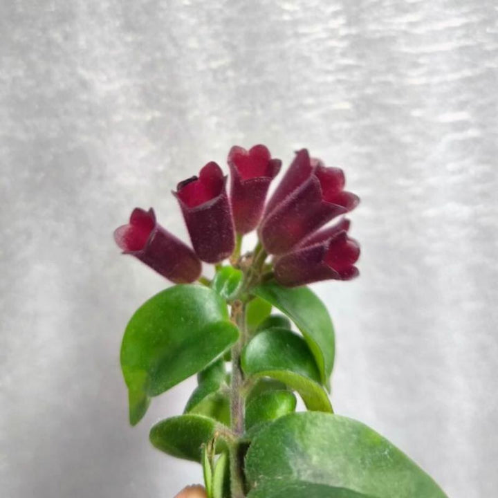 捲葉口紅吊蘭 Aeschynanthus Scoubidou Var. - 森流 GreenFlow - 動植物造景專門店