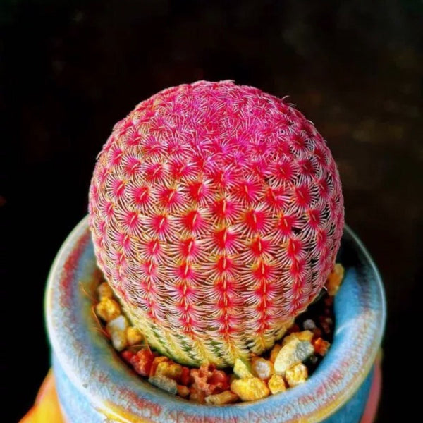 紅太陽（Echinocereus rigidissimus var. rubrispinus）