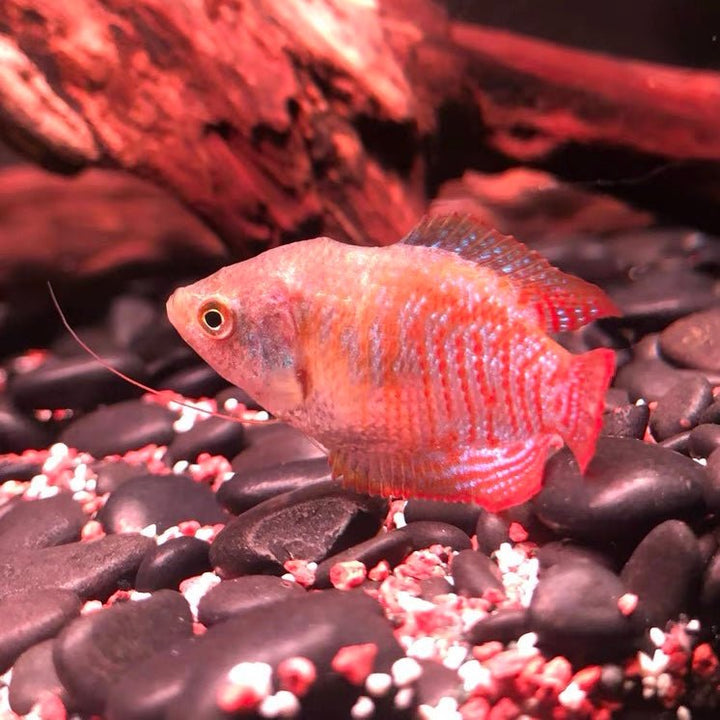 五彩麗麗 Dwarf Gourami (Trichogaster lalius) - 森流 GreenFlow - 動植物造景專門店