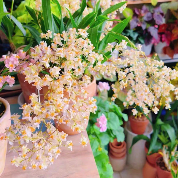 Mengxianglan-Beige (Oncidium)