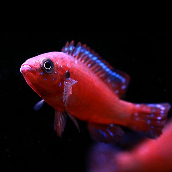 圖爾卡納寶石 Turkana Jewel Cichlid (Hemichromis exsul) - 森流 GreenFlow - 動植物造景專門店