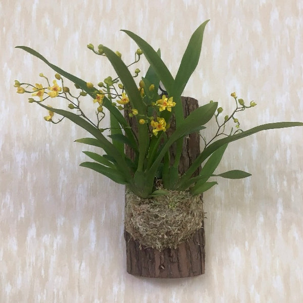 板植夢香蘭／文心蘭（Oncidium）- 門市現貨