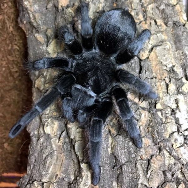 巴西黑絲絨 Brazilian Black Tarantula (Grammostola pulchra) - 森流 GreenFlow - 動植物造景專門店