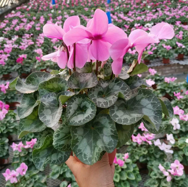 仙客來/淡粉（Cyclamen persicum Mill.）