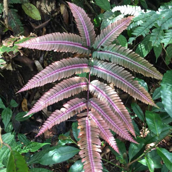 三色鳳尾蕨 Pteris Blumeana (Pteris aspericaulis var. tricolor) - 森流 GreenFlow - 動植物造景專門店