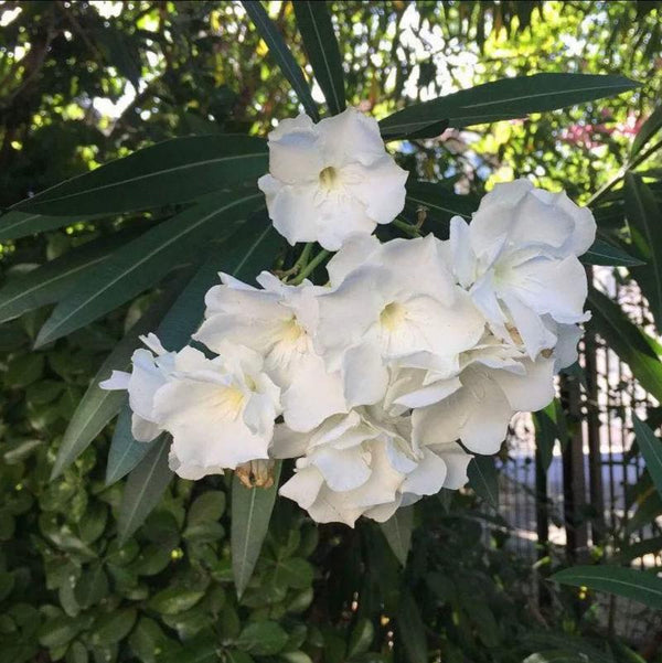 夾竹桃（Nerium oleander L.） - 森流 GreenFlow - 動植物造景專門店