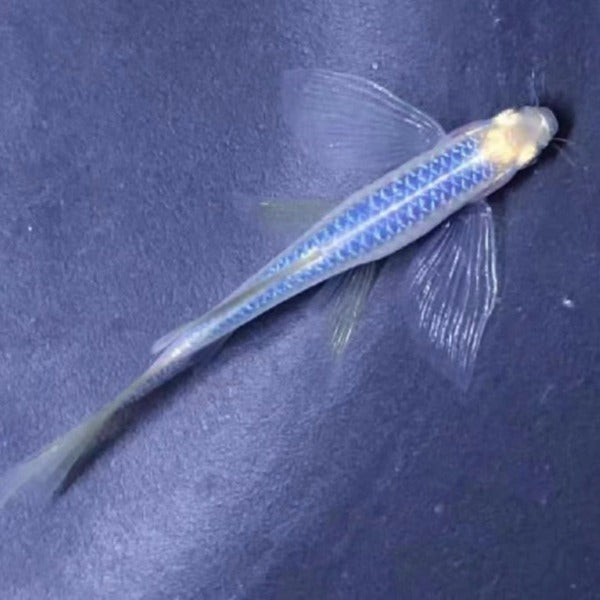 藍莓蝶翼斑馬 Zebra Longfin Danio （Danio rerio）