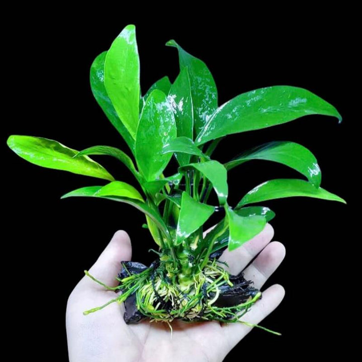 丹麦水榕 陰性水草 - Small （Anubias barteri var. angustifolia with driftwood） - 森流 GreenFlow - 動植物造景專門店