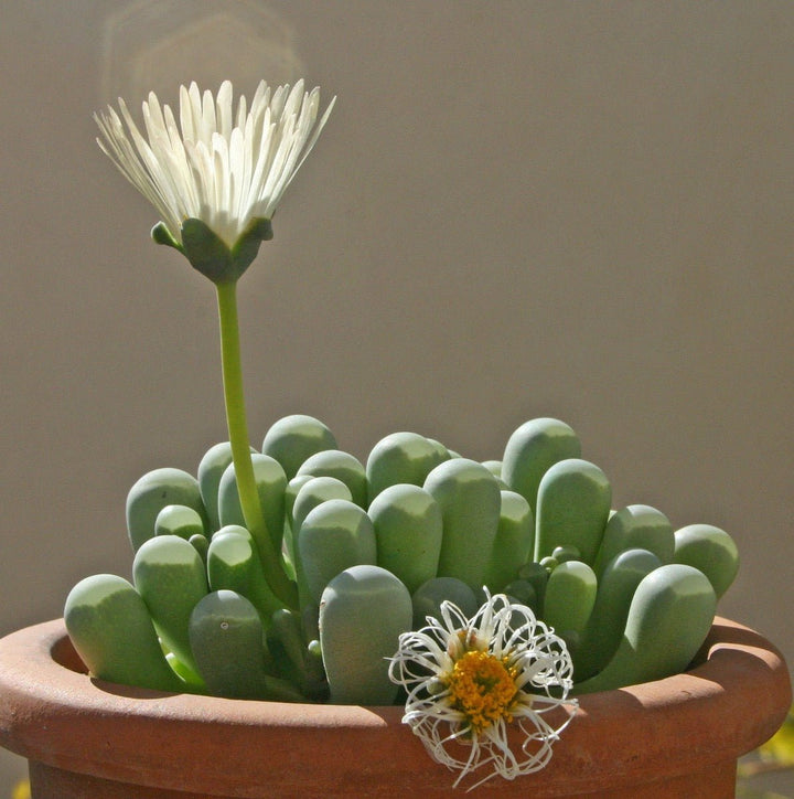 五十鈴玉Baby toes (Fenestraria aurantiaca) - 森流 GreenFlow - 動植物造景專門店