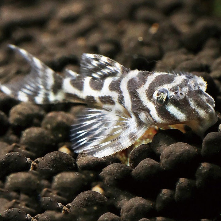 國王迷宮 L066 King Tiger Pleco ( Hypancistrus sp.) - 森流 GreenFlow - 動植物造景專門店