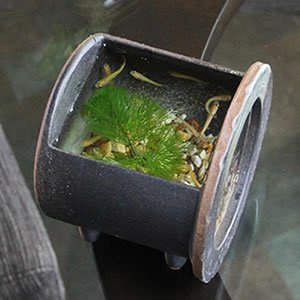 信楽焼 睡蓮盆 稻田魚水盆、金魚、蓮花水缸 日本水盆 40cm未満 [su - 0210] - 森流 GreenFlow - 動植物造景專門店