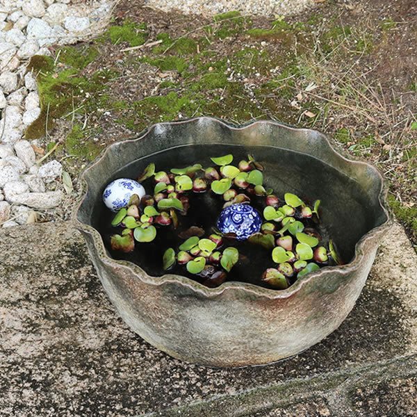 信楽焼 睡蓮盆 稻田魚水盆、金魚、蓮花水缸 日本水盆 40cm~50cm未満 [su - 0248] - 森流 GreenFlow - 動植物造景專門店