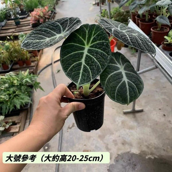 忍者觀音蓮 Alocasia reginula 'ninja' - 森流 GreenFlow - 動植物造景專門店