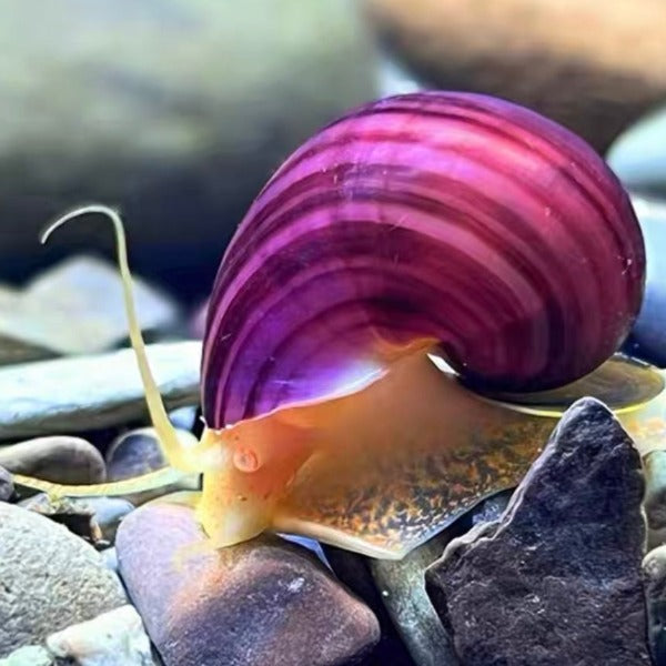 紫紋螺 / 神秘螺 Magenta Mystery Snail ( Pomacea bridgesii ) 清缸高手