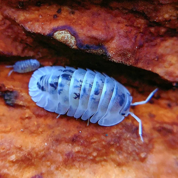 白寫錦鯉鼠婦 （ Cubaris sp. ‘  Shiro Utsuri  ’ ）- 1組/10隻