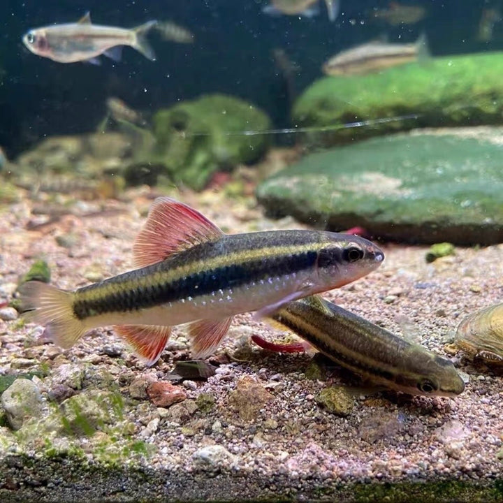 小鰁（ Sarcocheilichthys Parvus ） - 森流 GreenFlow - 動植物造景專門店