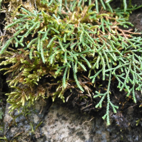 中華卷柏 Selaginella sinensis - 森流 GreenFlow - 動植物造景專門店