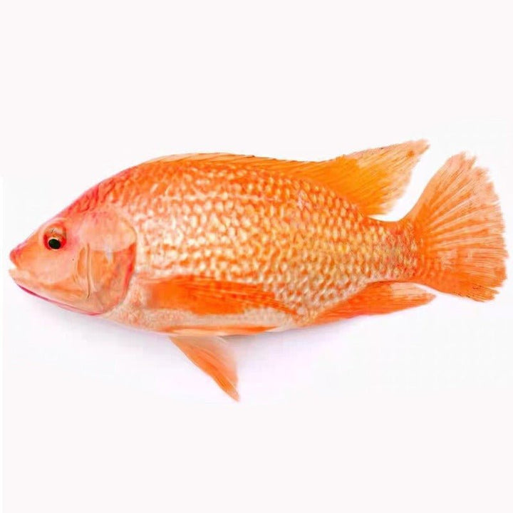 彩虹鯛 紅羅非 ( red tilapia ) - 森流 GreenFlow - 動植物造景專門店