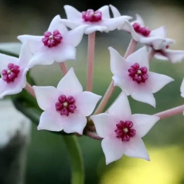 石生球蘭 / 毬蘭（ Hoya lithophytica ）