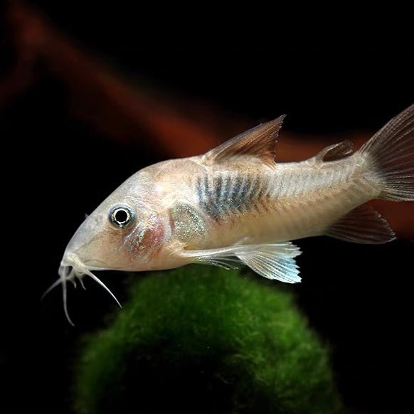 咖啡鼠 Bronze cory ( Corydoras aeneus )  - 森流 GreenFlow - 動植物造景專門店